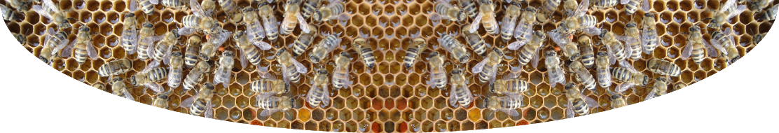 Honeybees on comb.