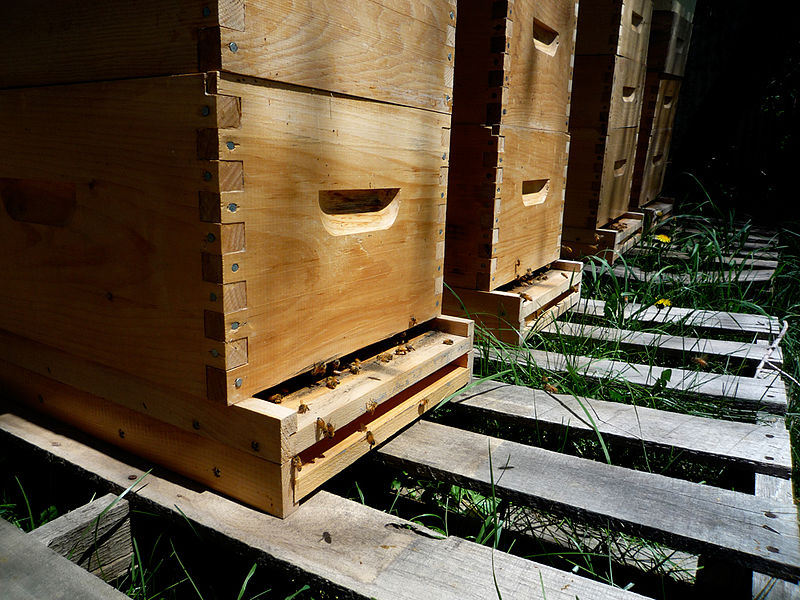 Bee boxes on a pallet, courtesy Flickr.